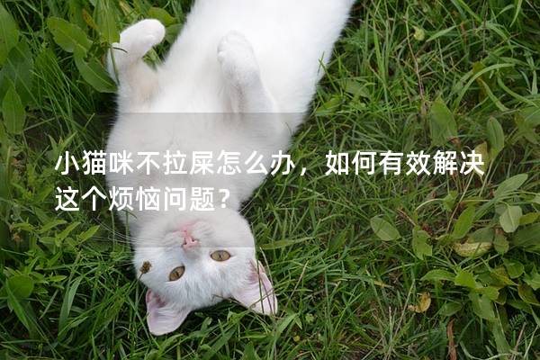 小猫咪不拉屎怎么办，如何有效解决这个烦恼问题？