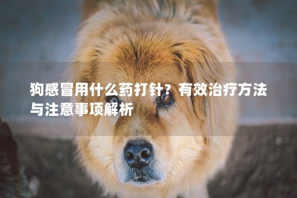 狗感冒用什么药打针？有效治疗方法与注意事项解析