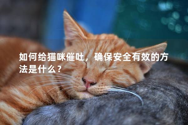 如何给猫咪催吐，确保安全有效的方法是什么？