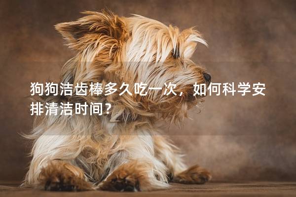 狗狗洁齿棒多久吃一次，如何科学安排清洁时间？