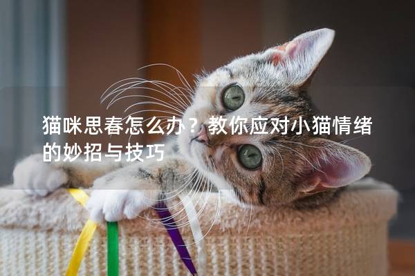 猫咪思春怎么办？教你应对小猫情绪的妙招与技巧