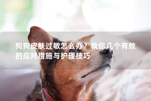 狗狗皮肤过敏怎么办？教你几个有效的应对措施与护理技巧