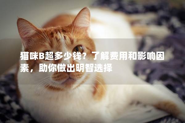 猫咪B超多少钱？了解费用和影响因素，助你做出明智选择