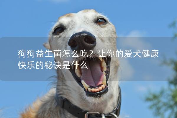 狗狗益生菌怎么吃？让你的爱犬健康快乐的秘诀是什么