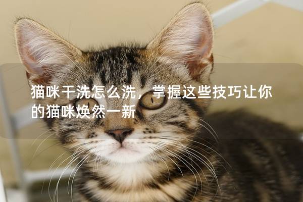 猫咪干洗怎么洗，掌握这些技巧让你的猫咪焕然一新