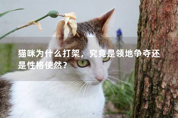 猫咪为什么打架，究竟是领地争夺还是性格使然？