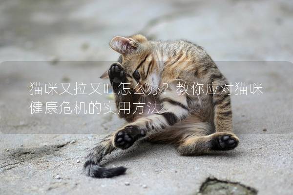 猫咪又拉又吐怎么办？教你应对猫咪健康危机的实用方法