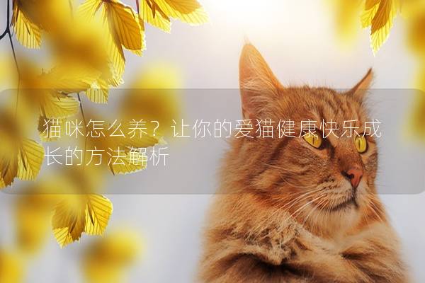 猫咪怎么养？让你的爱猫健康快乐成长的方法解析