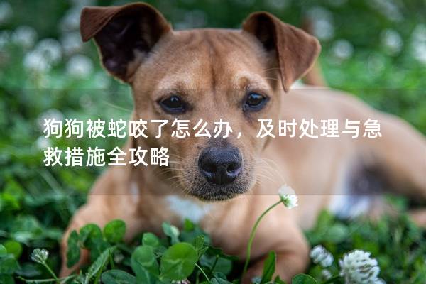 狗狗被蛇咬了怎么办，及时处理与急救措施全攻略