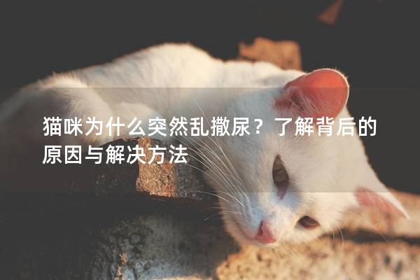 猫咪为什么突然乱撒尿？了解背后的原因与解决方法