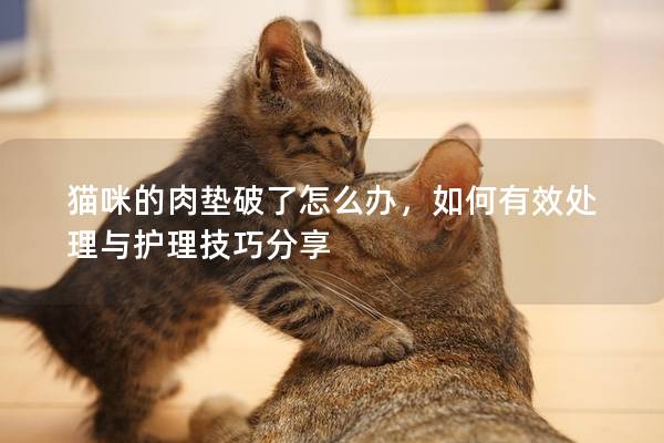 猫咪的肉垫破了怎么办，如何有效处理与护理技巧分享