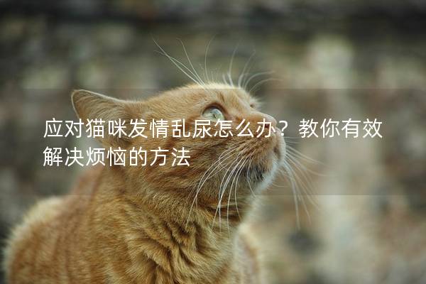 应对猫咪发情乱尿怎么办？教你有效解决烦恼的方法