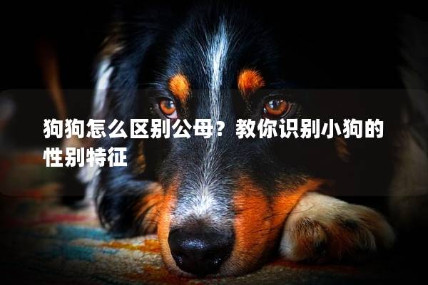 狗狗怎么区别公母？教你识别小狗的性别特征