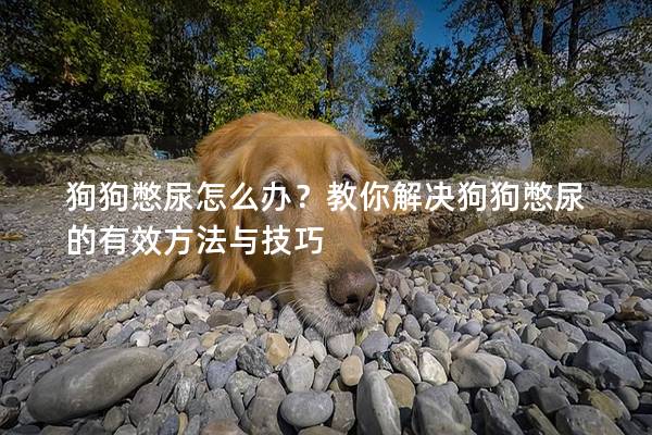 狗狗憋尿怎么办？教你解决狗狗憋尿的有效方法与技巧