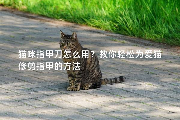 猫咪指甲刀怎么用？教你轻松为爱猫修剪指甲的方法