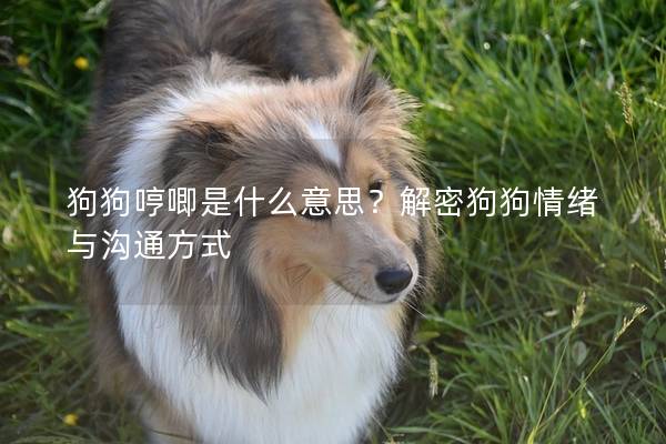 狗狗哼唧是什么意思？解密狗狗情绪与沟通方式