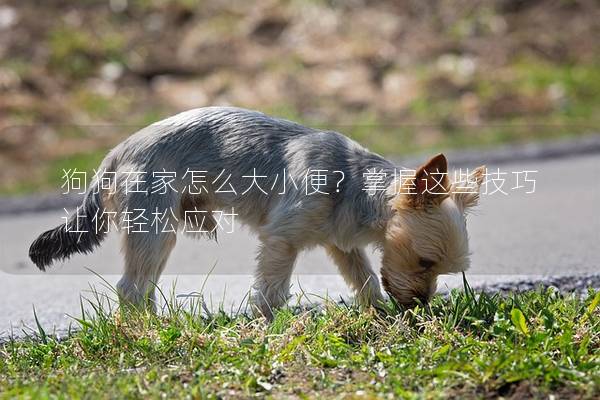 狗狗在家怎么大小便？掌握这些技巧让你轻松应对