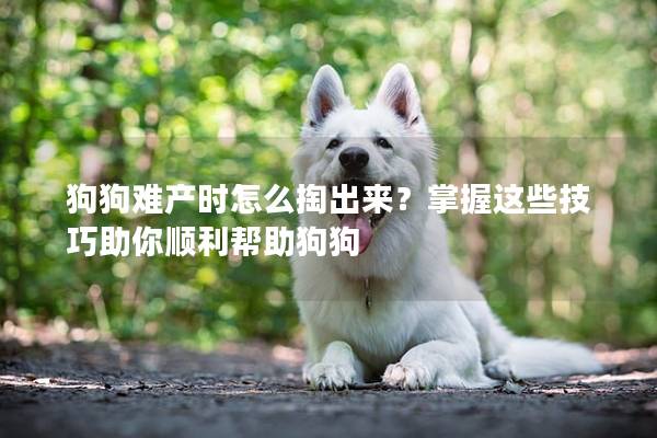 狗狗难产时怎么掏出来？掌握这些技巧助你顺利帮助狗狗