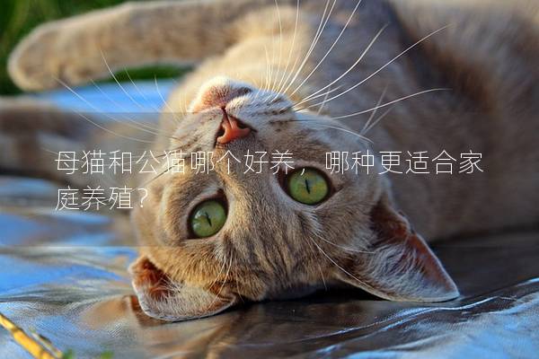 母猫和公猫哪个好养，哪种更适合家庭养殖？