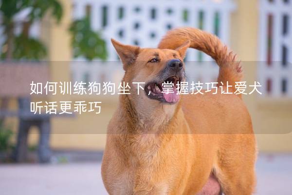 如何训练狗狗坐下，掌握技巧让爱犬听话更乖巧