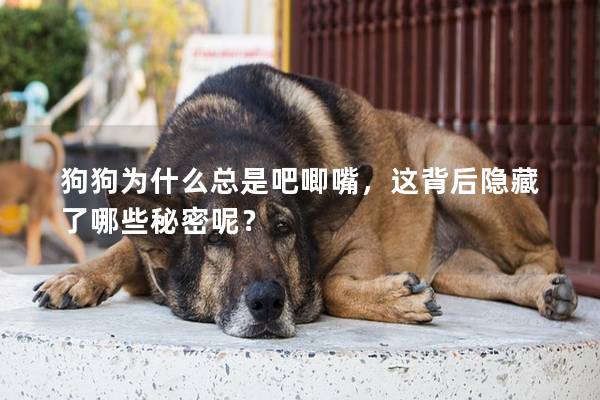 狗狗为什么总是吧唧嘴，这背后隐藏了哪些秘密呢？