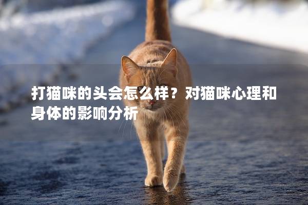 打猫咪的头会怎么样？对猫咪心理和身体的影响分析