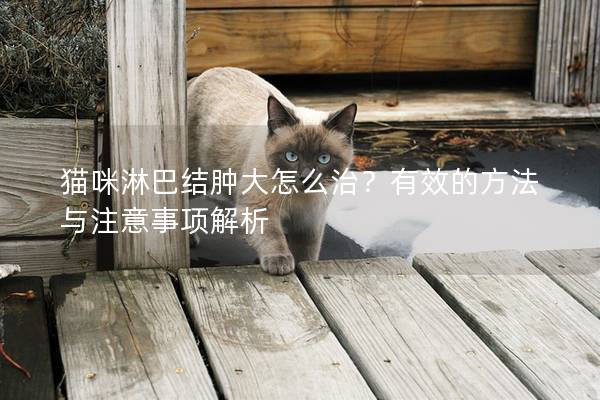 猫咪淋巴结肿大怎么治？有效的方法与注意事项解析