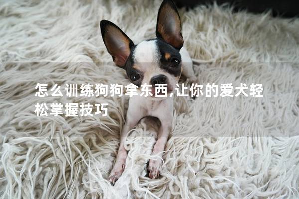 怎么训练狗狗拿东西,让你的爱犬轻松掌握技巧