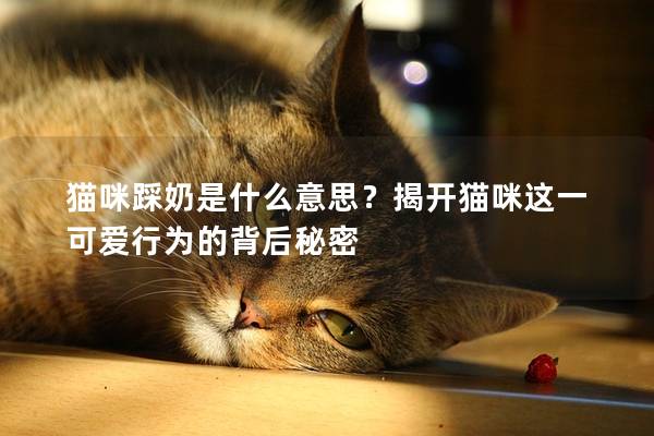 猫咪踩奶是什么意思？揭开猫咪这一可爱行为的背后秘密