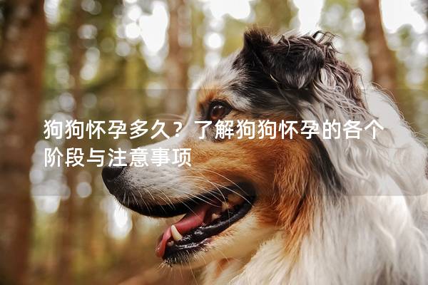 狗狗怀孕多久？了解狗狗怀孕的各个阶段与注意事项