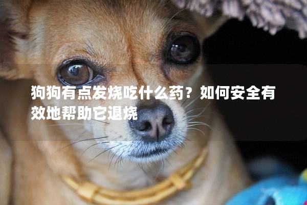 狗狗有点发烧吃什么药？如何安全有效地帮助它退烧