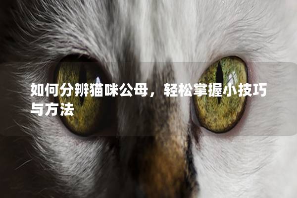 如何分辨猫咪公母，轻松掌握小技巧与方法