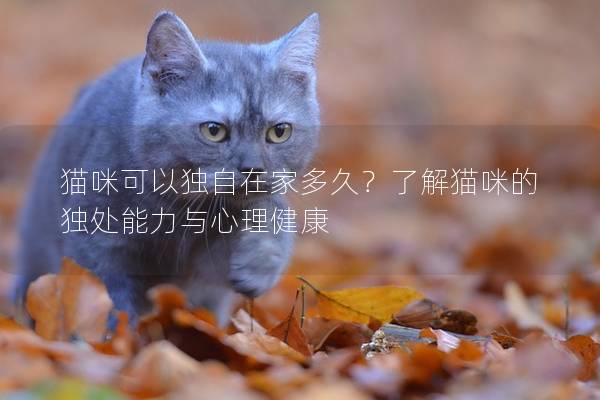 猫咪可以独自在家多久？了解猫咪的独处能力与心理健康