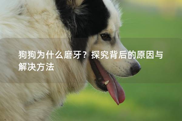 狗狗为什么磨牙？探究背后的原因与解决方法