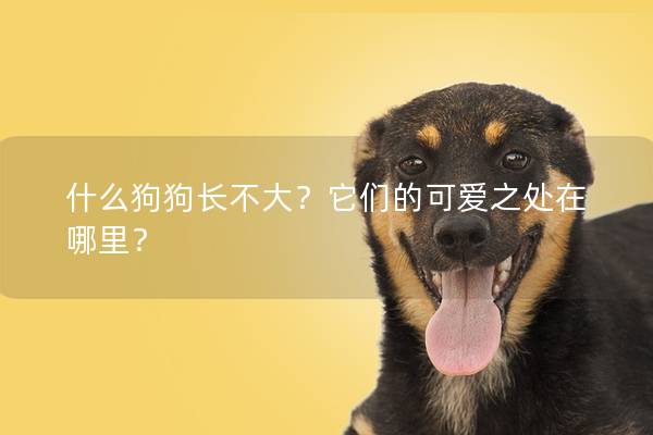 什么狗狗长不大？它们的可爱之处在哪里？