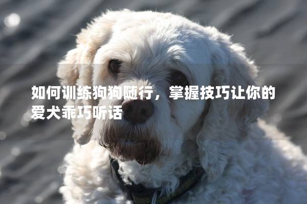 如何训练狗狗随行，掌握技巧让你的爱犬乖巧听话