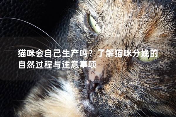 猫咪会自己生产吗？了解猫咪分娩的自然过程与注意事项