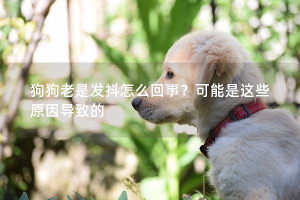 狗狗老是发抖怎么回事？可能是这些原因导致的