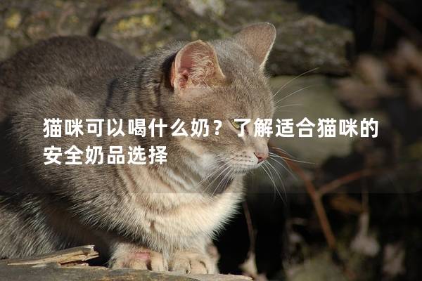 猫咪可以喝什么奶？了解适合猫咪的安全奶品选择