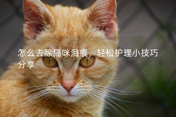 怎么去除猫咪泪痕，轻松护理小技巧分享