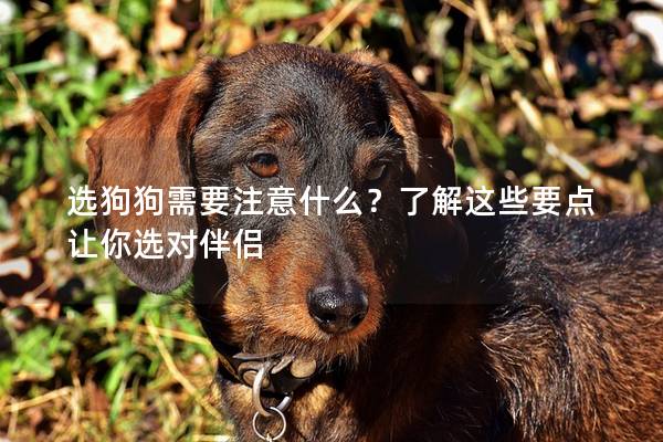 选狗狗需要注意什么？了解这些要点让你选对伴侣