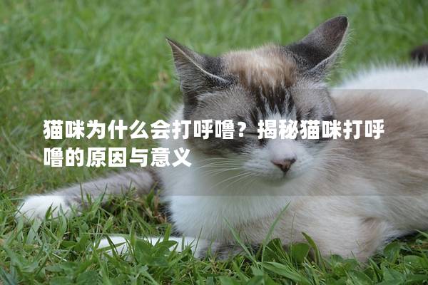 猫咪为什么会打呼噜？揭秘猫咪打呼噜的原因与意义