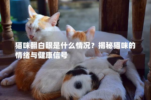 猫咪翻白眼是什么情况？揭秘猫咪的情绪与健康信号