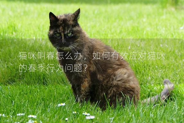 猫咪叫春怎么办，如何有效应对猫咪的春季行为问题？