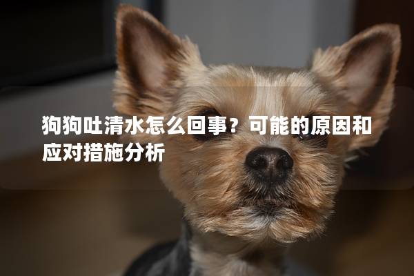 狗狗吐清水怎么回事？可能的原因和应对措施分析