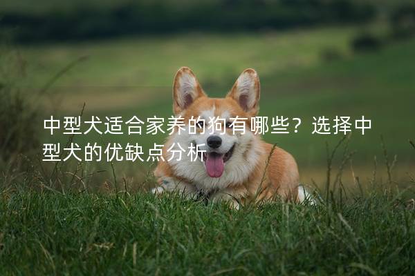 中型犬适合家养的狗有哪些？选择中型犬的优缺点分析