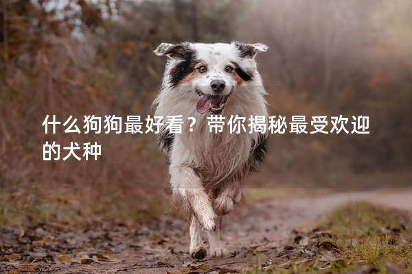 什么狗狗最好看？带你揭秘最受欢迎的犬种