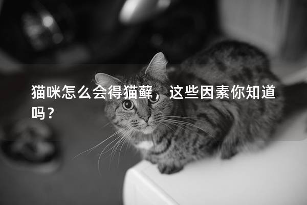 猫咪怎么会得猫藓，这些因素你知道吗？