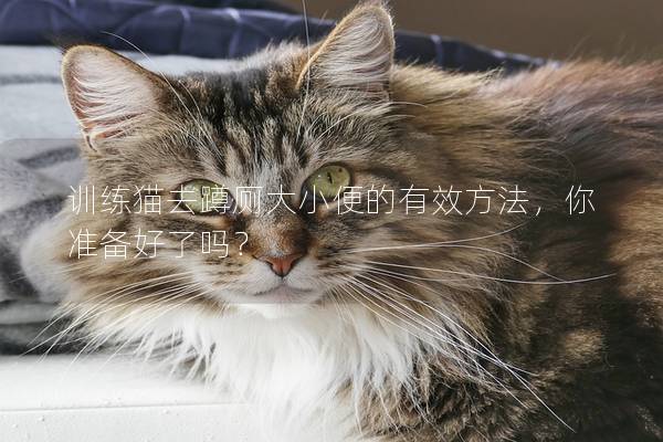 训练猫去蹲厕大小便的有效方法，你准备好了吗？