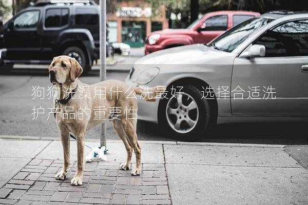 狗狗洗澡用什么洗最好，选择合适洗护产品的重要性